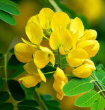 Colutea arborescens (Common Bladder-Senna)