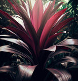 Cordyline indivisa (australis) (Blue Dracaena)