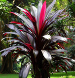 Cordyline indivisa (australis) (Blue Dracaena)