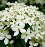 Cornus alba (Tartarian Dogwood)