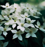 Cornus alba (Tartarian Dogwood)