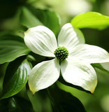 Cornus kousa chinensis (Chinese Dogwood)