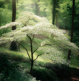 Cornus kousa chinensis (Chinese Dogwood)