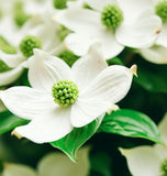 Cornus kousa chinensis (Chinese Dogwood)