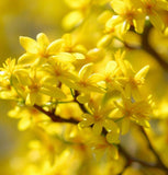 Cornus officinalis (Asiatic Dogwood, Japanese Cornelian Cherry)