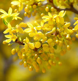 Cornus officinalis (Asiatic Dogwood, Japanese Cornelian Cherry)