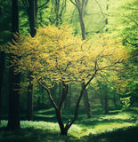 Cornus officinalis (Asiatic Dogwood, Japanese Cornelian Cherry)