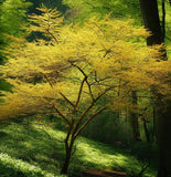 Cornus officinalis (Asiatic Dogwood, Japanese Cornelian Cherry)