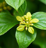 Cornus officinalis (Asiatic Dogwood, Japanese Cornelian Cherry)