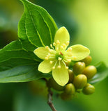 Cornus officinalis (Asiatic Dogwood, Japanese Cornelian Cherry)