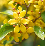 Cornus officinalis (Asiatic Dogwood, Japanese Cornelian Cherry)