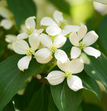 Cornus racemosa (Gray Dogwood, Northern Swamp Dogwood)