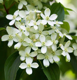 Cornus racemosa (Gray Dogwood, Northern Swamp Dogwood)