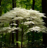 Cornus racemosa (Gray Dogwood, Northern Swamp Dogwood)