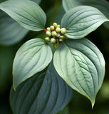 Cornus racemosa (Gray Dogwood, Northern Swamp Dogwood)