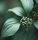 Cornus racemosa (Gray Dogwood, Northern Swamp Dogwood)