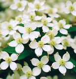 Cornus walteri (Walter Dogwood)