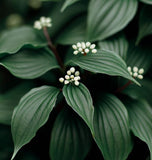 Cornus walteri (Walter Dogwood)