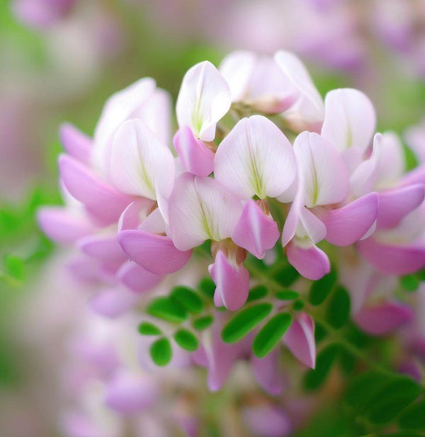 Coronilla