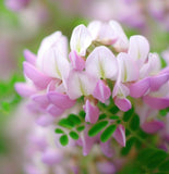 Coronilla varia (Penngift Crownvetch)