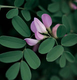 Coronilla varia (Penngift Crownvetch)