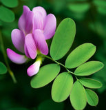 Coronilla varia (Penngift Crownvetch)