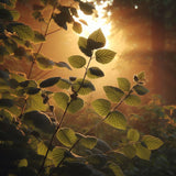 Corylus americana (American Filbert, American Hazelnut, Hazelnut)