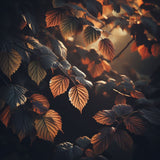 Corylus americana (American Filbert, American Hazelnut, Hazelnut)