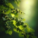 Corylus americana x avellana with hulls (Hybrid Hazelnut, American European Filbert)