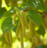 Corylus avellana (European Hazel Nut)