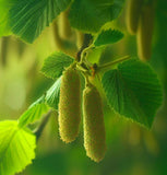 Corylus avellana (European Hazel Nut)