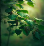 Corylus avellana (European Hazel Nut)