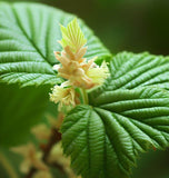 Corylus avellana (European Hazel Nut)