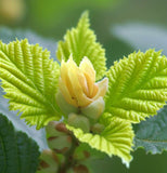 Corylus avellana (European Hazel Nut)