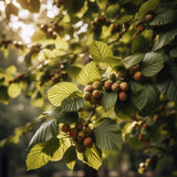 Corylus colurna (Tree Hazel Nut, Turkish Filbert, Turkish Hazelnut)