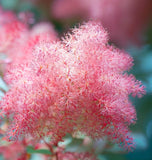 Cotinus coggygria (Smokebush)