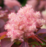 Cotinus coggygria (Smokebush)