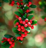 Cotoneaster coriaceus  d.b. (Milkflower Cotoneaster)