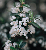 Cotoneaster coriaceus  d.b. (Milkflower Cotoneaster)