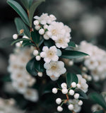 Cotoneaster coriaceus  d.b. (Milkflower Cotoneaster)