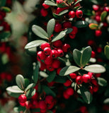 Cotoneaster dielsianus  c.s. (Diel's Cotoneaster)