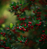 Cotoneaster dielsianus  c.s. (Diel's Cotoneaster)