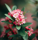 Cotoneaster dielsianus  c.s. (Diel's Cotoneaster)