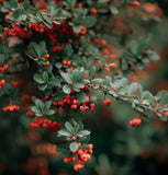 Cotoneaster horizontalis c.s. (Rock Spray Cotoneaster)