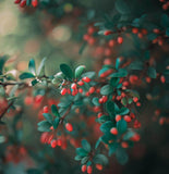 Cotoneaster horizontalis c.s. (Rock Spray Cotoneaster)