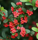 Cotoneaster horizontalis c.s. (Rock Spray Cotoneaster)