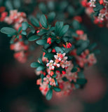 Cotoneaster horizontalis c.s. (Rock Spray Cotoneaster)