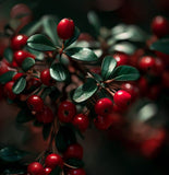 Cotoneaster lucidus (Shiny Cotoneaster)