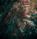 Cotoneaster lucidus (Shiny Cotoneaster)