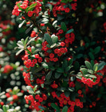 Cotoneaster multiflorus (Many-flowered Cotoneaster)
